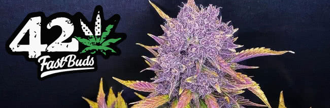 Top Fast Buds Cannabis Seeds Strain Guide