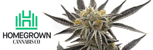 Top Homegrown Cannabis Co. Seed Strains Buyers' Guide