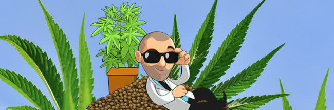 Top ILGM Marijuana Seed Strains Buyers' Guide