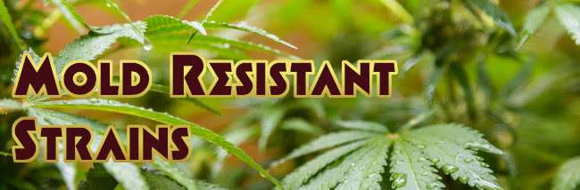 Top mold resistant strains cannabis seed guide