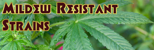 Top Powdery Mildew Resistant Cannabis Seeds Guide