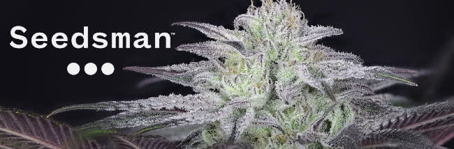 Top Seedsman Strains Cannabis Seed Guide
