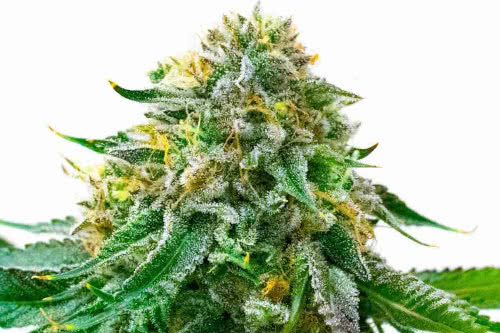 White Widow Autoflower - Homegrown Cannabis Co.