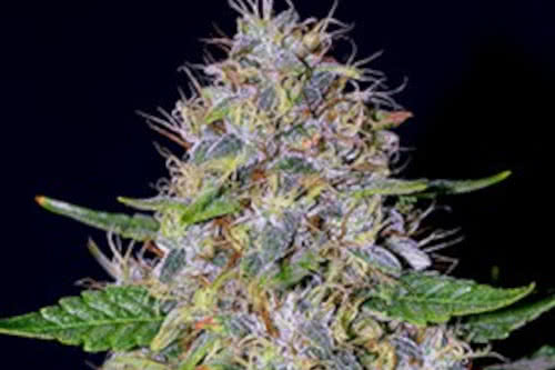 Apple Crumble Feminized Seeds from G13 Labs