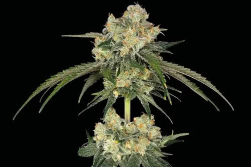 Bubba Cheesecake Feminized Seeds from Seedsman