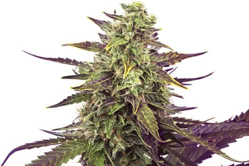Cereal Milk Feminized Seeds from RQS
