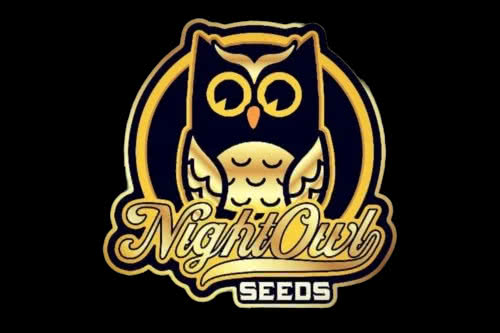 Chem 'N' Kush Auto by Night Owl Seeds