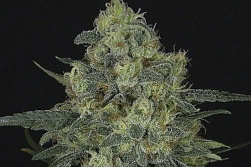 Criminal Plus by Ripper Seeds