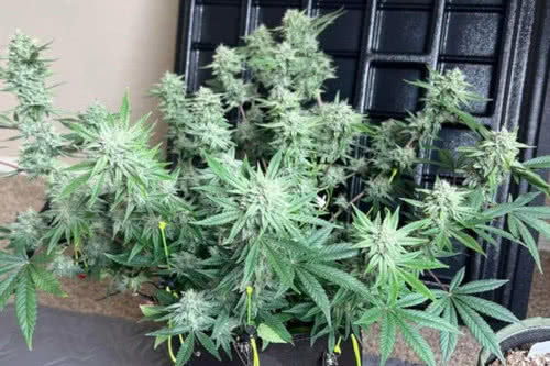 Instant Classik Auto by Night Owl Seeds