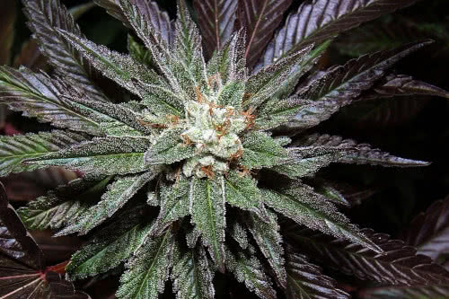 L.A. Confidential by DNA Genetics