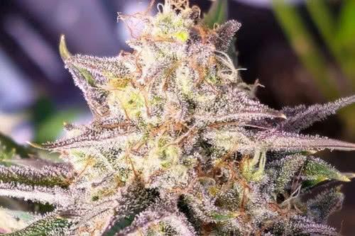 Microverse Morsels Auto by Night Owl Seeds