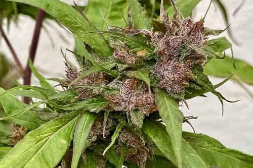Sour Curry AD Regular Seeds from TerpyZ Mutant Genetics