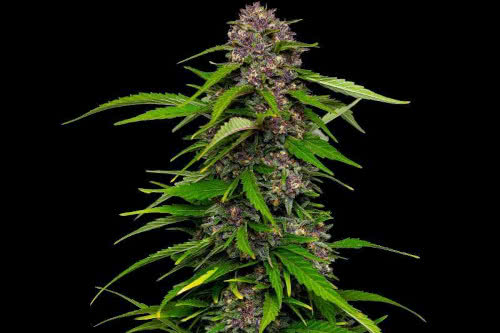 Squirt Auto Feminized Seeds from HSC