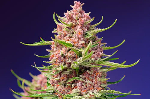 Strawberry Cola Sherbet F1 Fast Seeds from Sweet Seeds