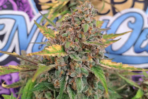 Strawberry Popesicle Auto by Night Owl Seeds