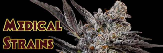Top Best Medical Marijuana Strains Cannabis Seed Guide