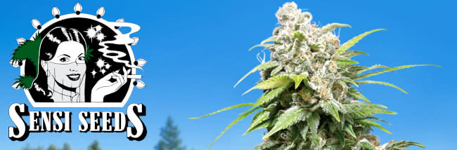 Top best Sensi Seeds strains cannabis seed buyers' guide