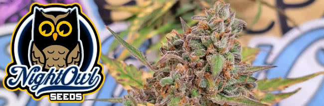Top Night Owl Strains Autoflowering Cannabis Seeds Buyers' Guide