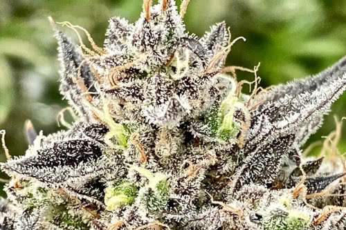 Whale Breath Feminized Seeds from Atlas Seed