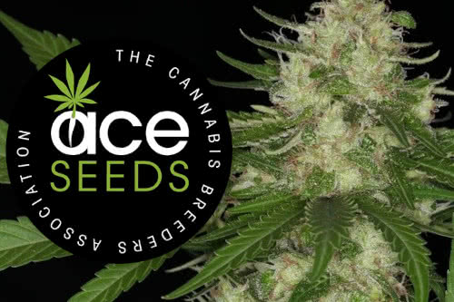 Ace Seeds Cannabis Genetics Breeder
