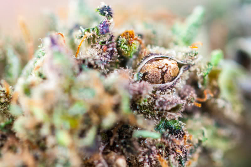 Top 15 Best Cannabis Seed Breeders List