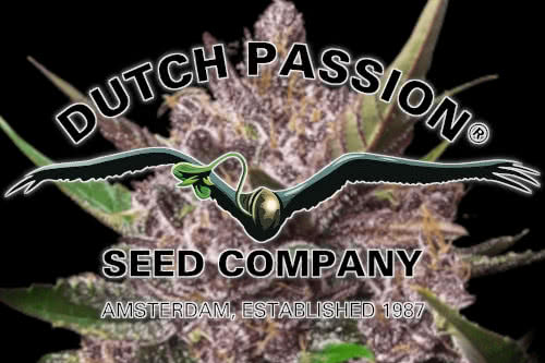 Dutch Passion Marijuana Seeds Breeder