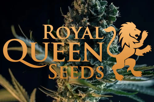 Royal Queen Seeds Cannabis Strains Breeder
