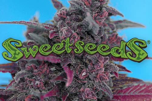 Sweet Seeds Cannabis Strains Breeder