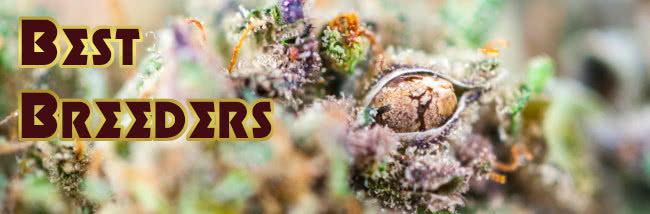 Top 15 Best Cannabis Seed Breeders Review List