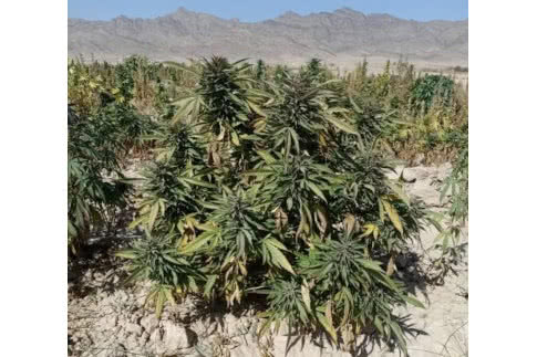 Kalat, Pakistani strain by Landrace Warden seeds