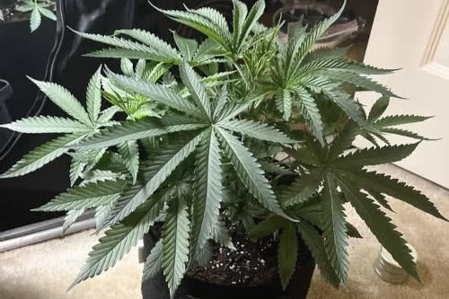 Acapulco Gold Feminized Seeds from Seed Supreme