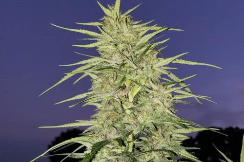 Blue Dream Feminized Seeds from Seed Supreme