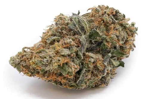 Durban Poison Feminized Seeds from SeedSupreme