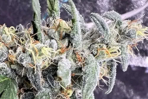 GG #4 Feminized Seeds from Seed Supreme