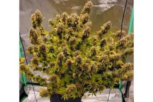 Green Crack Autoflower Seeds from Seed Supreme