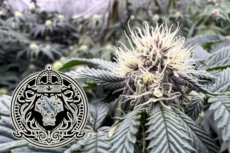 The Best Seed Supreme Genetics: Strain Guide