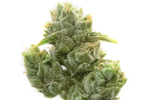 White Widow Feminized Seeds from Seed Supreme