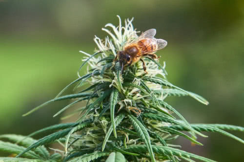 bee on marijuana flower