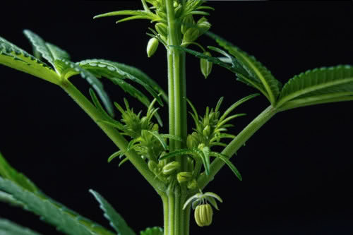 blooming male weed plant