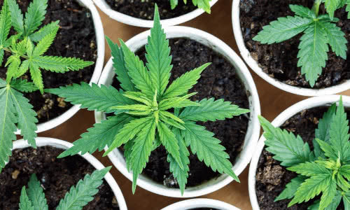 cannabis clones in pots