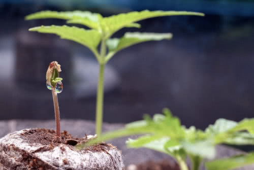 cannabis seedling sprouting