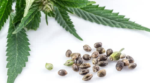 cannabis seeds with plant