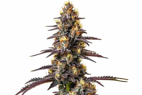 Carbon Fiber Feminized Seeds