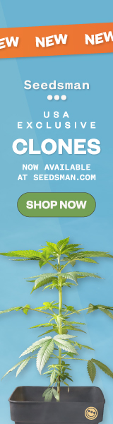 Cannabis Clones For Sale Online