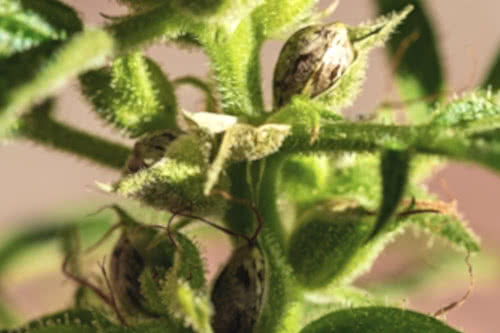 closeup of seeded weed