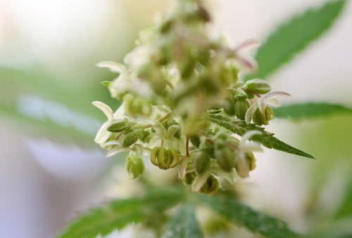 flowering male cannabis plant closeup