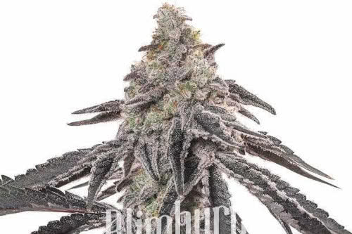 Gas Burzt Feminized Seeds