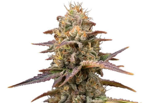 Gelonade Feminized Seeds