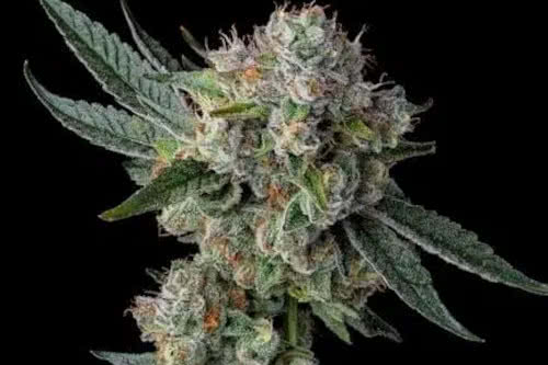 Glue 31 Feminized Seeds