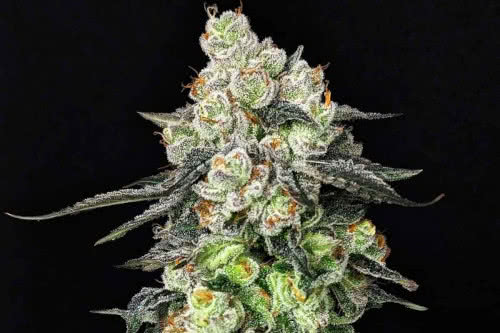 Grease Monkey Autoflower Seeds